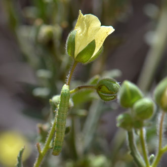 Emmenanthe penduliflora, Whisperingbells